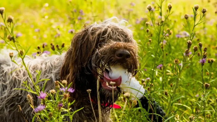 Wirehaired Pointing Griffon Dog photo
