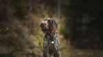 Wirehaired Pointing Griffon Dog photo