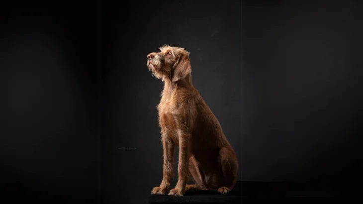 Wirehaired Vizsla Dog photo