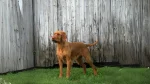 Wirehaired Vizsla Dog photo
