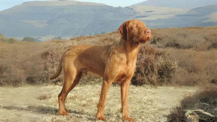 Wirehaired Vizsla Dog photo