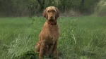Wirehaired Vizsla Dog photo