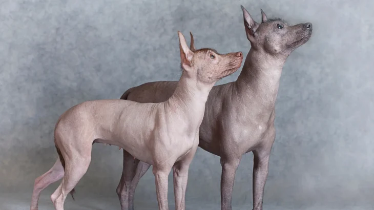 Xoloitzcuintli Dog photo