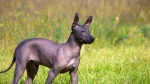 Xoloitzcuintli Dog photo