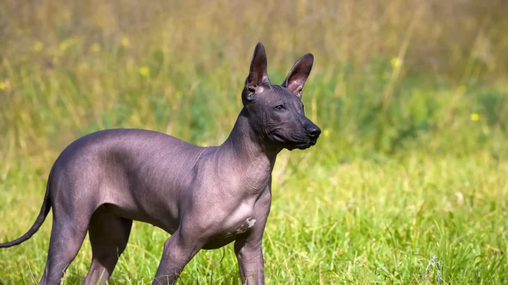 Xoloitzcuintli Dog photo