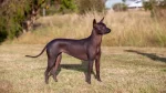 Xoloitzcuintli Dog photo
