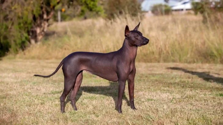 Xoloitzcuintli Dog photo