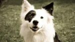 Yakutian Laika Dog photo