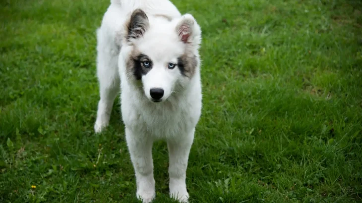 Yakutian Laika Dog photo