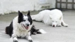 Yakutian Laika Dog photo