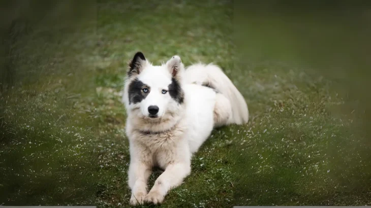 Yakutian Laika Dog photo