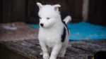 Yakutian Laika Dog photo