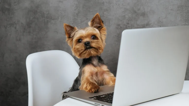 Yorkshire Terrier Dog photo
