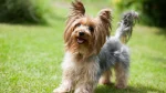 Yorkshire Terrier Dog photo