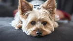 Yorkshire Terrier Dog photo