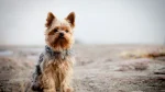 Yorkshire Terrier Dog photo