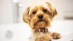 Yorkshire Terrier Dog photo